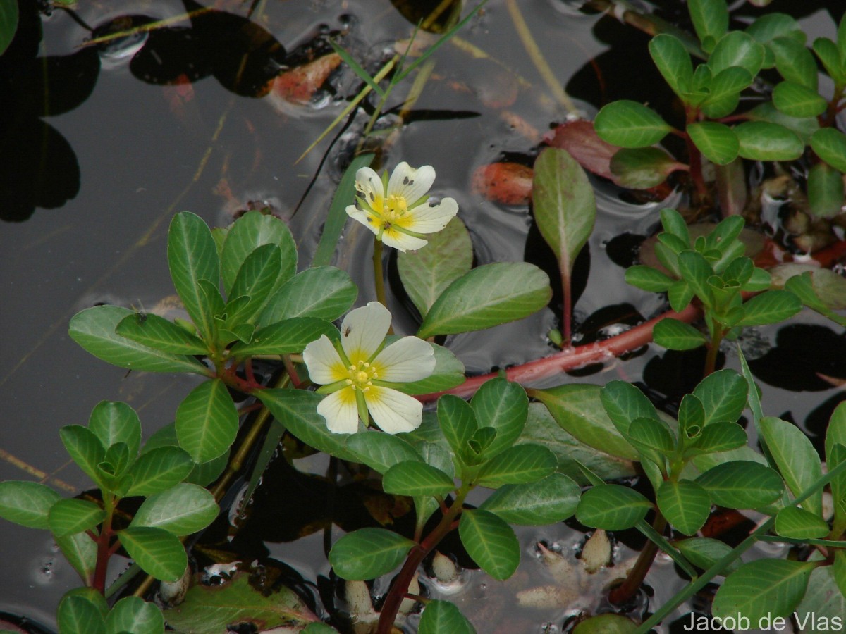 Ludwigia adscendens (L.) H.Hara